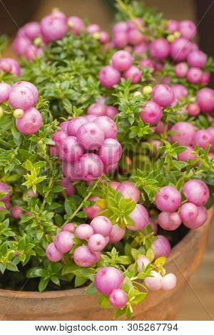 Pernettya Pinkberry Berry. Decorative Evergreen Shrub Of The Heather Family. Pernettya Fruits Are Pi
