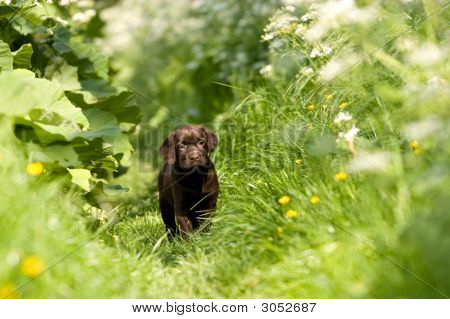 Labrador hundvalp