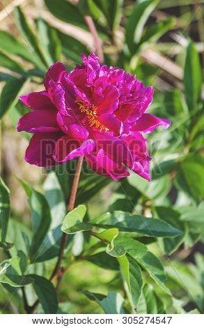 Burgundy Peony Blooming In The Garden Outdoors