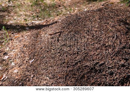 Big Ant Hill In European Forest At Morning Light. Anthill, Formicary Nest Structure Made Of Pine Tre