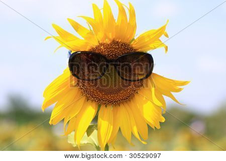 Sunflower with sunglasses