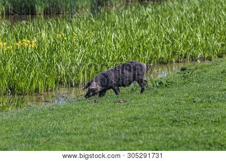 Black Mangalitsa Pig In Nature Near Water.