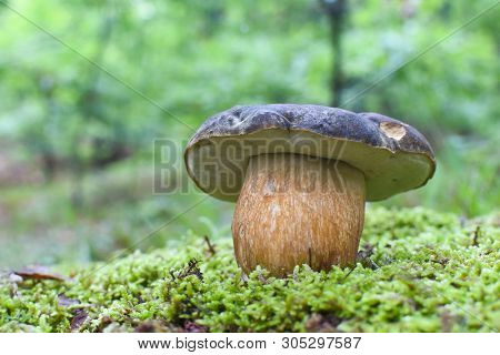 Boletus Mushroom (boletus Aereus) In The Forest. King Mushroom, Dark Cep Or Bronze Bolete