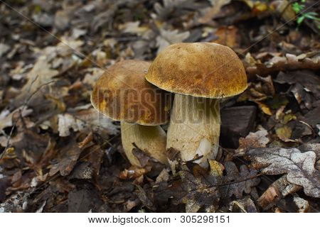 Boletus Edulis, Edible Mushroom In Forest. Porcini Mushroom Healthy And Delicates Food