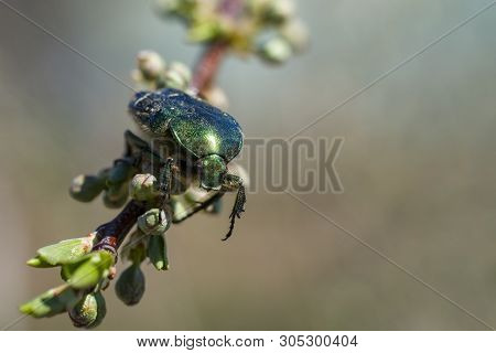 A Green Shiny Beetle Sits On A Branch Of A Plum Tree With Buds. Front View. Selective Focus. Copy Sp