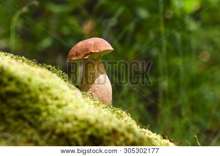 Boletus Edulis, Edible Mushroom In Forest. Porcini Mushroom Healthy And Delicates Food