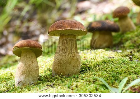 Boletus Edulis, Edible Mushroom In Forest. Porcini Mushroom Healthy And Delicates Food