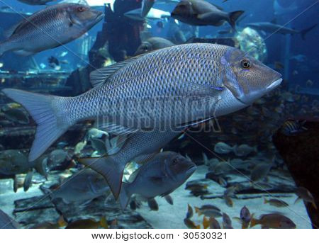 groÃŸen Meer Fische