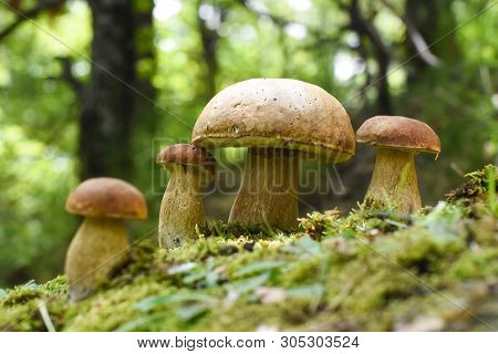 Boletus Edulis, Edible Mushroom In Forest. Porcini Mushroom Healthy And Delicates Food