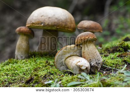 Boletus Edulis, Edible Mushroom In Forest. Porcini Mushroom Healthy And Delicates Food
