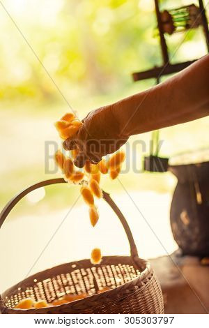 Boiling Yellow Silkworm Cocoons By Boiler To Make Silk Thread.