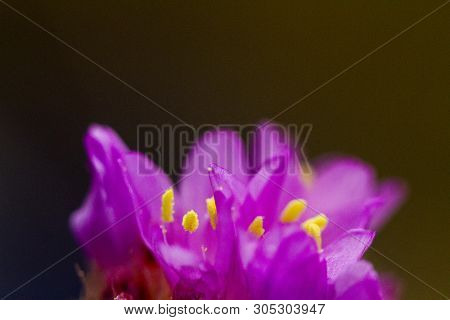 Light On The Hatching Of A Luminous Flower