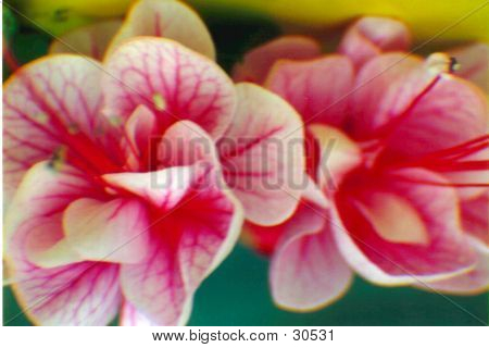 Flor-de-rosa
