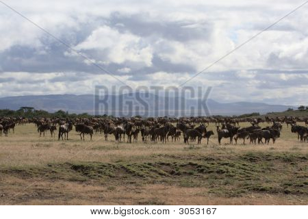 Paisagem africana, com rebanho de gnus