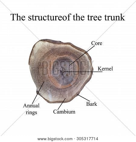 The Structure Of The Tree Trunk. Vector Illustration