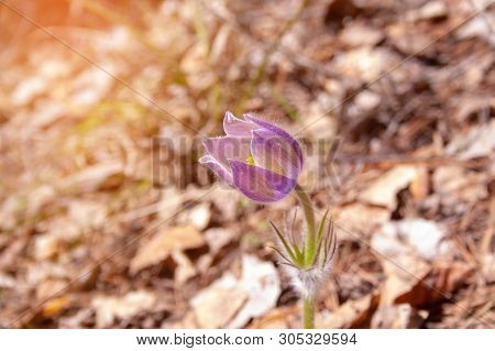 Beautiful Spring Purple Flower Pulsatilla Grows In The Forest At Spring Day. Pulsatlla Pratnsis. Pur