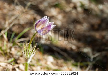 Beautiful Spring Purple Flower Pulsatilla Grows In The Forest At Spring Day. Pulsatlla Pratnsis. Pur