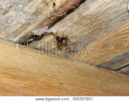 Brown Home Spider On A Wooden Ceiling. Steatoda Grossa