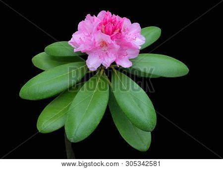 Ornamental Shrub Rhododendron Large-leaved - Rh. Macrophyllum Blooming With Pink Flowers Isolated On