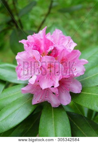 Ornamental Shrub Rhododendron Large-leaved - Rh. Macrophyllum, Blooming Pink Flowers In The Garden I