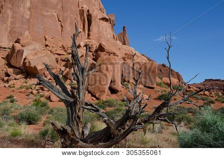 Dead Tree With Red Rock And Blue Sky Background. Arches National Park, Utah.