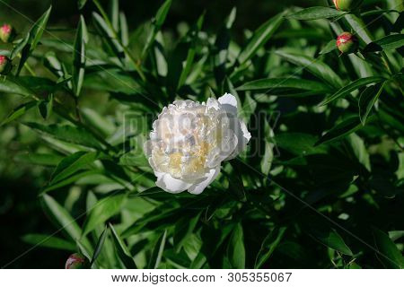 Tree-like Peony, Tree-shaped White Peony In The Garden, Peony Petals Close-up At Sunset, Natural Blu