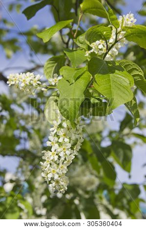 Prunus Padus Species Of Small Trees Of The Genus Prunus In The Family Rosaceae. Prunus Padus Branch 