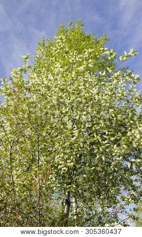 Prunus Padus Species Of Small Trees Of The Genus Prunus In The Family Rosaceae. Prunus Padus Branch 