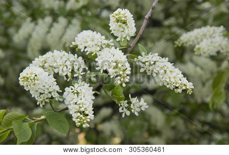 Prunus Padus Species Of Small Trees Of The Genus Prunus In The Family Rosaceae. Prunus Padus Branch 