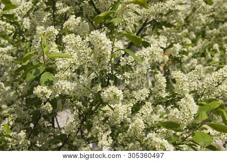 Prunus Padus Species Of Small Trees Of The Genus Prunus In The Family Rosaceae. Prunus Padus Branch 