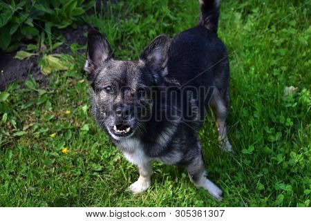 Small Mixed Breed Dog With An Underbite Standing In The Grass