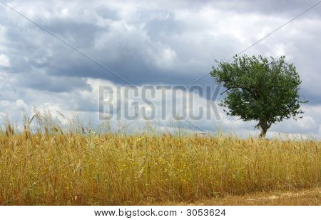 Tørre hvedemark i Alentejo med træ.