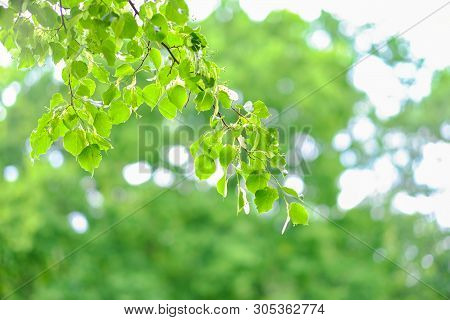 Abstract Background With Green, Yellow Und White Sircle Bokeh. Summer Background. Space For Text.