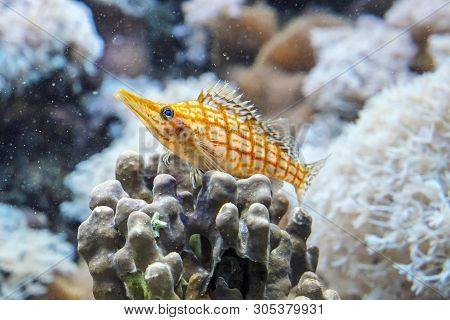 Longnose Hawkfish - Oxycirrhites Typus. Animal Scene.