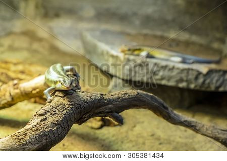 Rainbow Mabuya - Trachylepis Margaritifera. Animal Scene.