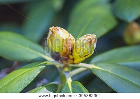 Flower Buds Of Rhododendron In Springtime. Seasonal Natural Scene.