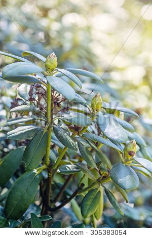 Flower Buds Of Rhododendron In Springtime. Seasonal Natural Scene.