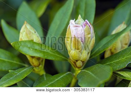 Flower Buds Of Rhododendron In Springtime. Seasonal Natural Scene.