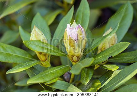 Flower Buds Of Rhododendron In Springtime. Seasonal Natural Scene.