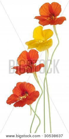 Nasturtium