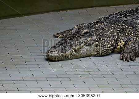 Crocodiles (subfamily Crocodylinae) Or True Crocodiles Are Large Semiaquatic Reptiles That Live Thro