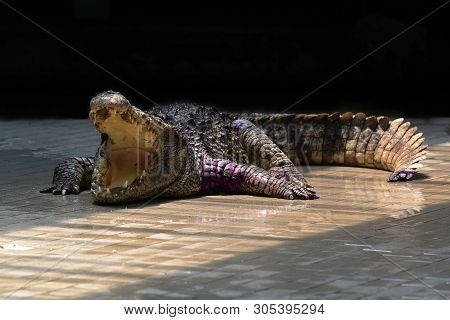 Crocodiles (subfamily Crocodylinae) Or True Crocodiles Are Large Semiaquatic Reptiles That Live Thro