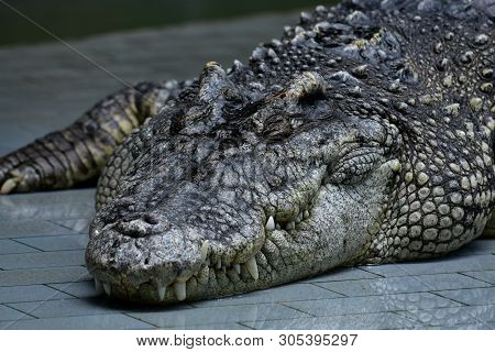 Crocodiles (subfamily Crocodylinae) Or True Crocodiles Are Large Semiaquatic Reptiles That Live Thro
