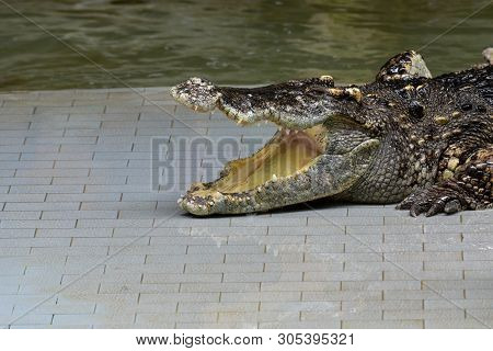 Crocodiles (subfamily Crocodylinae) Or True Crocodiles Are Large Semiaquatic Reptiles That Live Thro