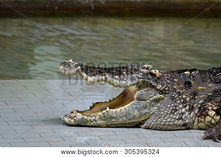 Crocodiles (subfamily Crocodylinae) Or True Crocodiles Are Large Semiaquatic Reptiles That Live Thro