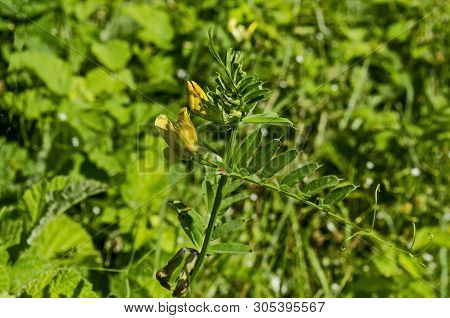 View Of A Cluster Of Yellow Crown Vetch, Vicia Sativa Or Coronilla Varia  Wildflower On The Meadow, 