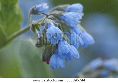 Symphytum Caucasicum Flowers Close Up Shot Local Focus