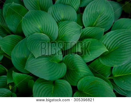 Green Heart-shaped Leaves. Natural Light. Juicy Color.