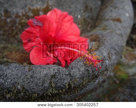 Close Up Picture Of A Beautiful Red Hibiscus Flower Laid Down On A Hand Of A Stone Statue In Ubud, B