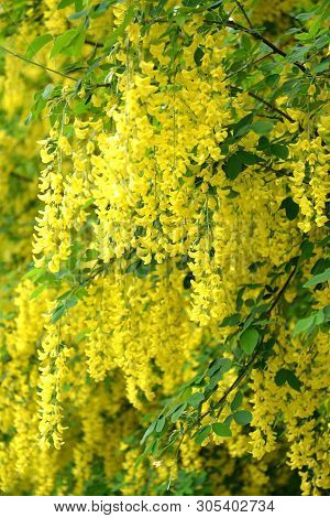Background From Flowers Of A  Golden Shower (laburnum Anagyroides Medik.)